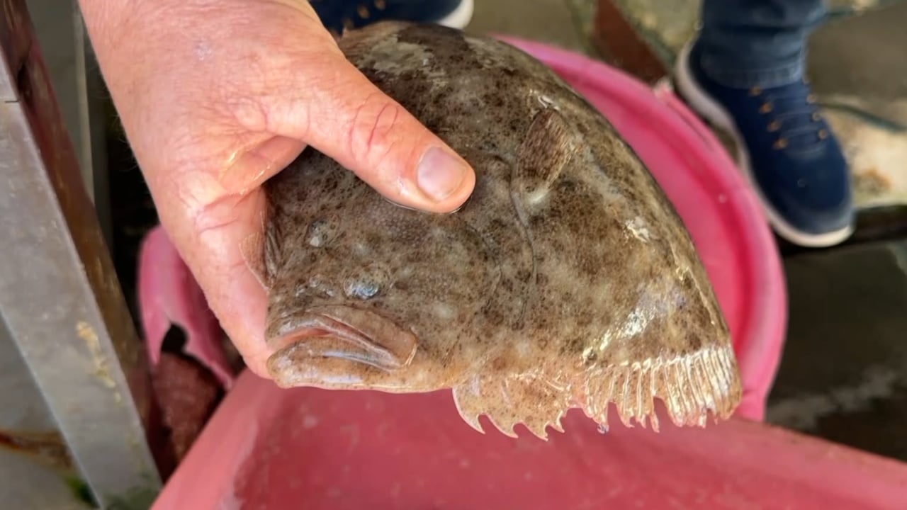 Kapen peshq të rrallë në Vlorë