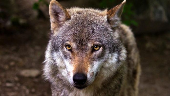 banoret-e-drashovices-vrasin-ujkun-ndonese-me-shikimin-e-tij-ai-kerkoi-meshire