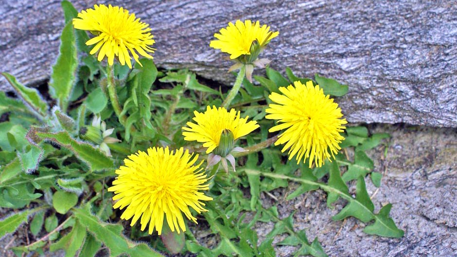 7-ushqimet-mrekulli-per-shendetin