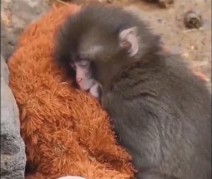 video-qe-ka-mbushur-rrjetet-sociale-makaku-i-refuzuar-nga-nena-gjen-ngushellim-te-nje-orangutang-prej-pelushi