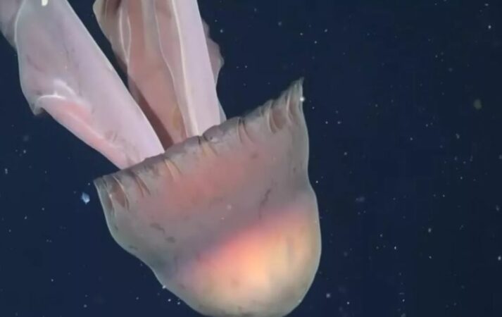 Sa një autobus  shkencëtarët zbulojnë një kandil deti gjigant pranë brigjeve të Argjentinës  VIDEO 