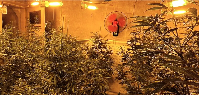 shqiptaret-plantacion-kanabisi-edhe-ne-gjermani-arrestohet-nje-43-vjecar