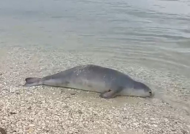 Gjendet e pajetë në Bazën Ushtarake të Pashalimanit foka që u pa në Radhimë
