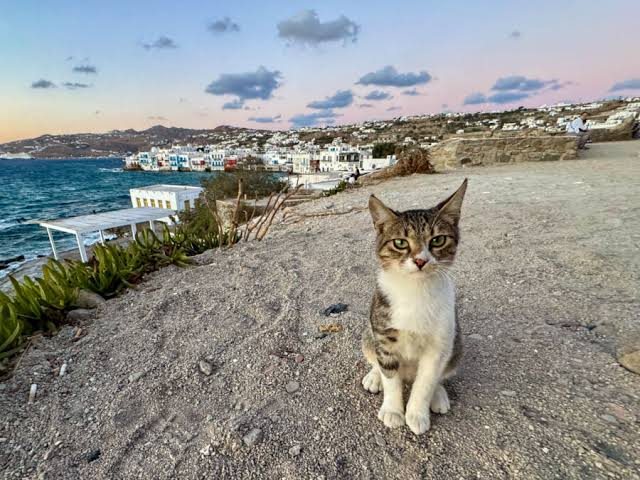 deri-ne-10-vite-burg-greqia-ashperson-ligjin-kunder-dhunes-ndaj-kafsheve