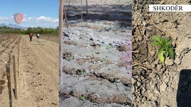 Kultivonin bimë narkotike  arrestohen babë e bir në Shkodër