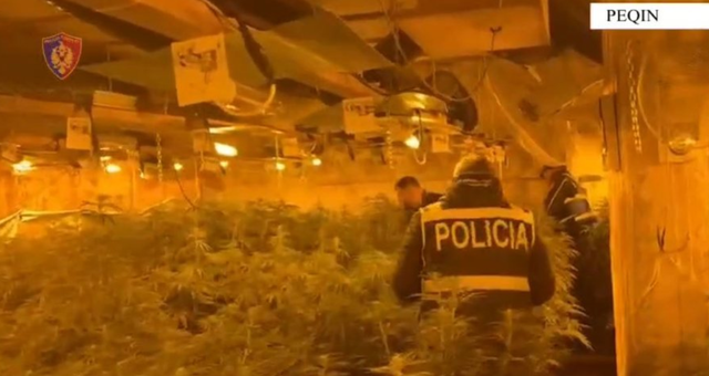 Magazina e kanabisit në Peqin  përjashtohen përfundimisht nga policia 7 efektivë  Emrat