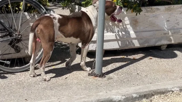 Dyshime se qeni që kafshoi 4 vjeçaren  është vrarë përmes eutanazizë  Kallëzohet Bashkia e Vlorës