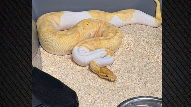 Shtangen autoritetet  Ankesa për një gjarpër çon në zbulimin e 148 pitonëve në një pallat