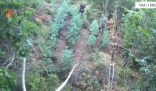 Arrestohen motër e vëlla për kultivim kanabisi  procedohen kryeplaku dhe vrojtuesi i pyjeve