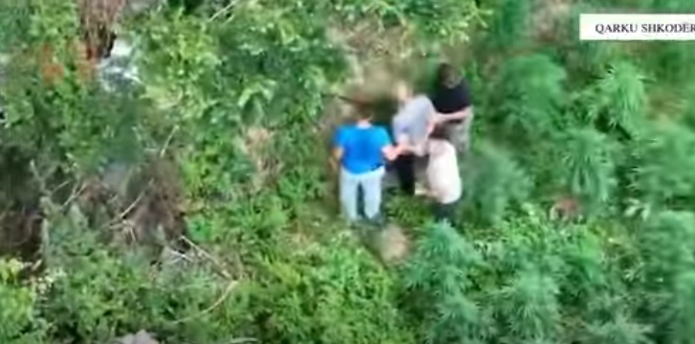 Asgjësohen mbi 2 mijë bimë kanabisi në Shkodër  arrestohen dy persona dhe procedohet kryeplaku