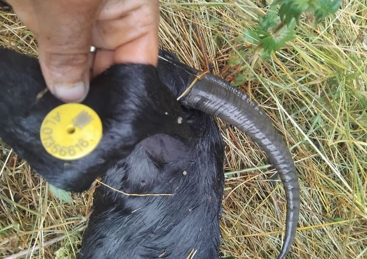 Rrufeja godet tufën me 190 krerë dele dhe dhi në Pogradec