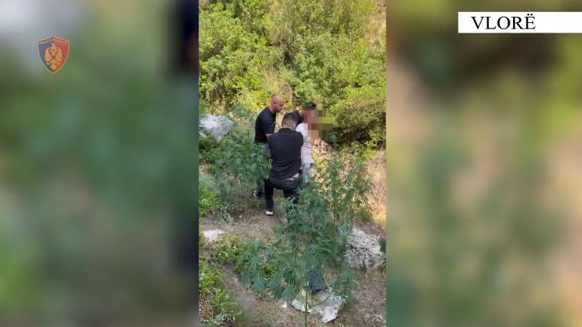 Vlorë  I riu kapet në arën me 135 bimë kanabisi