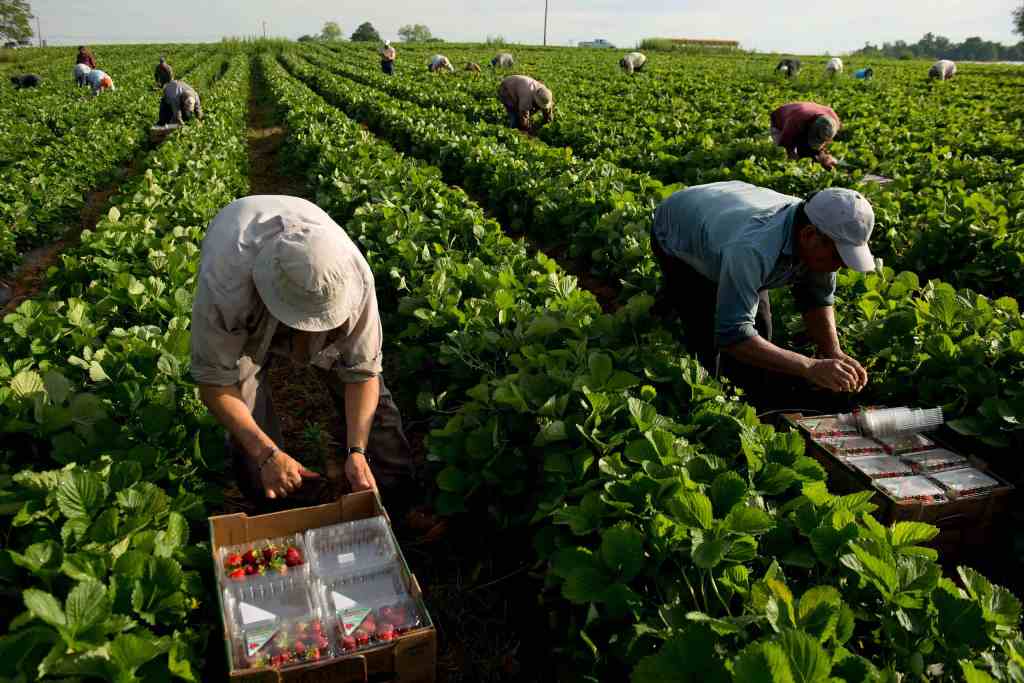 Leje qëndrimi për punëtorët sezonalë në Itali, nis sot procesi/ Sa  shqiptarë mund të përfitojnë