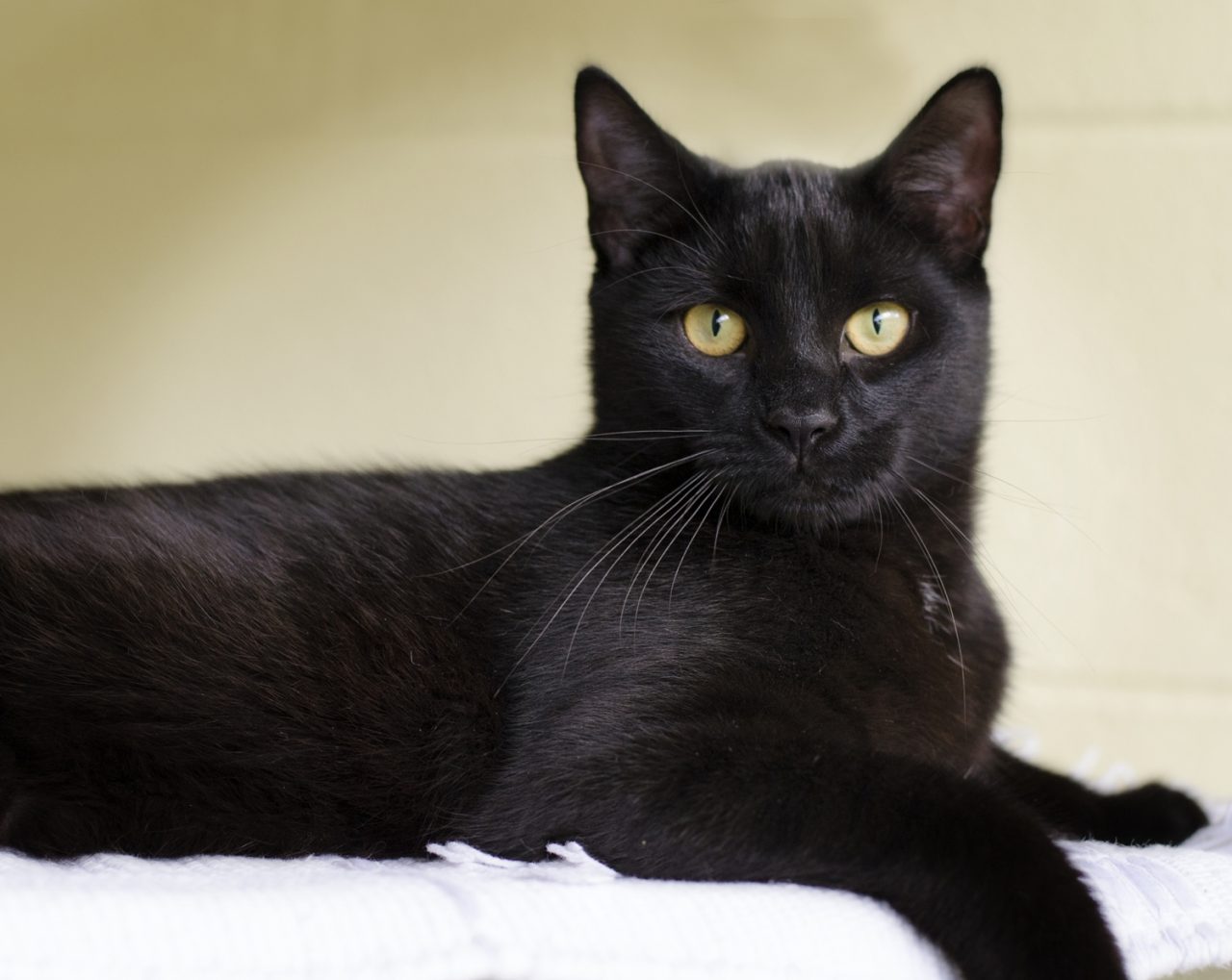 Çfarë do të thotë kur shikoni një mace në ëndërr